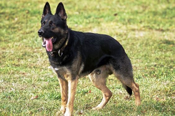 The back of West Working Line German Shepherds is bit more sloping than the East Working Line DDR German Shepherds.