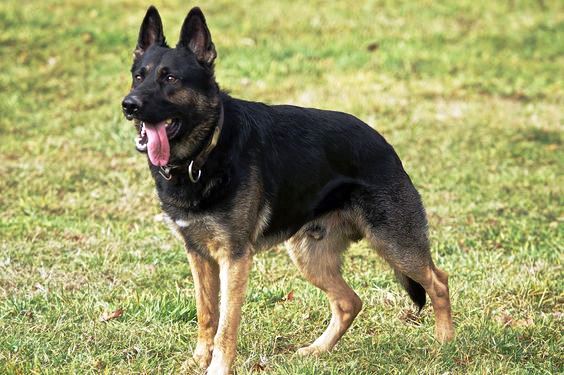 West Working Line German Shepherds 2 The back of West Working Line German Shepherds is bit more sloping than the East Working Line DDR German Shepherds.
