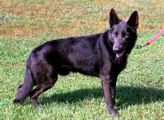 West Working Line German Shepherds 3 West Working Line GSDs often excel at different sports and jobs such as search and rescue operations or guarding protection.