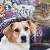 Pet Insurance Affiliate Program