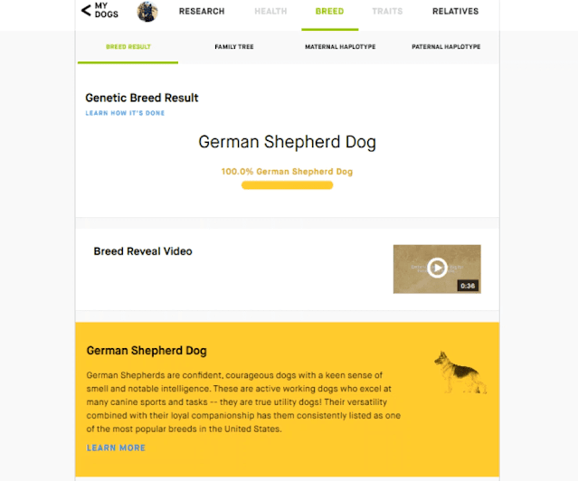 This is the online test result sent by Embark. It identifies the dog as "100% German Shepherd Dog" This is the online test result sent by Embark. It identifies the dog as "100% German Shepherd Dog"