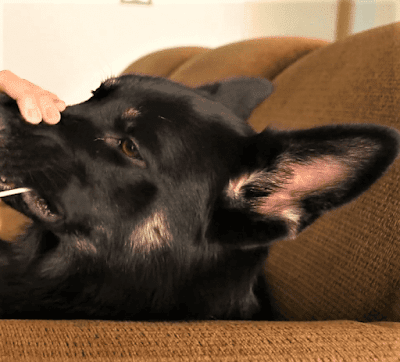 DNA Test samples were carefully taken by swabbing lower cheek pouches. DNA Test samples were carefully taken by swabbing lower cheek pouches.