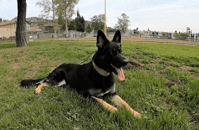 This is the bi-color German Shepherd whose DNA Test samples were taken using Embark & Wisdom Panel swabs. This is the bi-color German Shepherd whose DNA Test samples were taken using Embark & Wisdom Panel swabs.