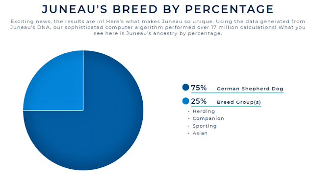 Wisdom Panel identifies that the dog is 75% German Shepherd and 25% is other breeds, sharing genetic similarities. Wisdom Panel identifies that the dog is 75% German Shepherd and 25% is other breeds, sharing genetic similarities.