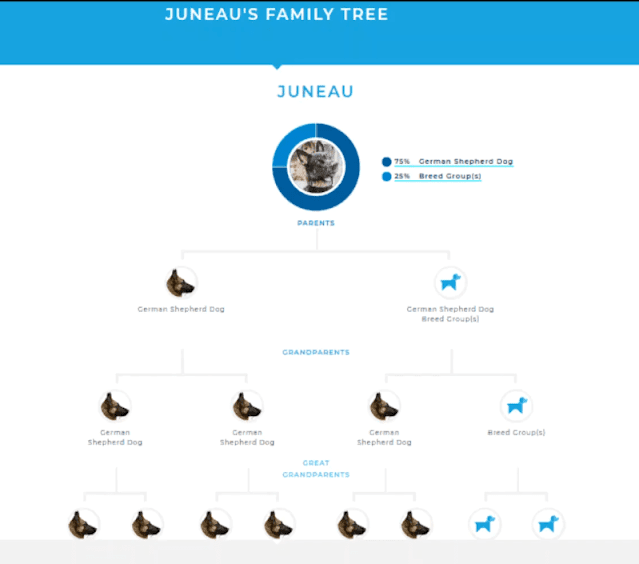 Here it is showing the family tree of the dog from Parents to Great Grandparents. 