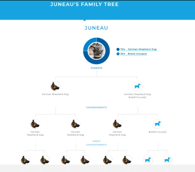 Here it is showing the family tree of the dog from Parents to Great Grandparents. Here it is showing the family tree of the dog from Parents to Great Grandparents.
