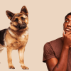 Purity Of German Shepherd Using Dog DNA Test Kits