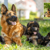 Best German Shepherd Breeders in United States