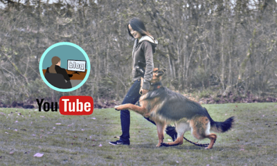 How A YouTube Channel & Blog On Pets Help In Making Money Online