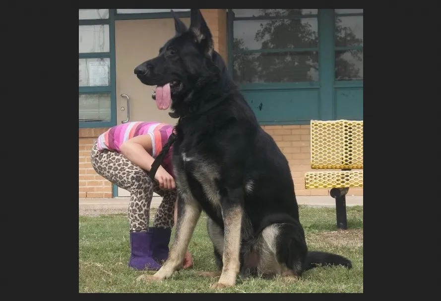 Ayers Legends German Shepherds is a family-owned GSD breeder which takes pride in preserving old-fashioned extra large German Shepherds. They are tall, have big heads, straight backs, thick bones and deep chests.