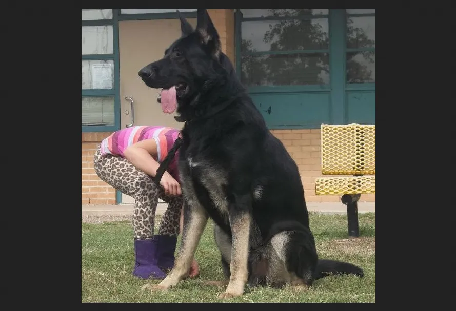 Ayers Legends German Shepherds Ayers Legends German Shepherds is a family-owned GSD breeder which takes pride in preserving old-fashioned extra large German Shepherds. They are tall, have big heads, straight backs, thick bones and deep chests.