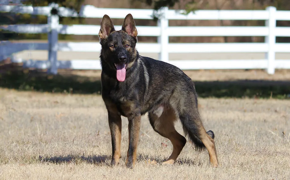 Debut Shepherds Debut Shepherds is a family-owned Working Line German Shepherds breeder