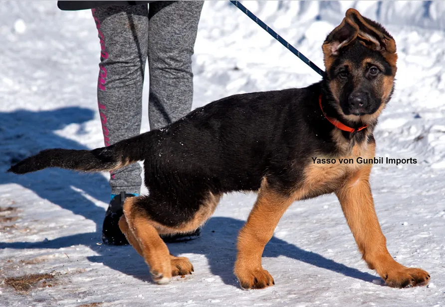 Gunbil German Shepherds is a breeder of world class AKC and Kennel Club registered Working Line German Shepherds. 
