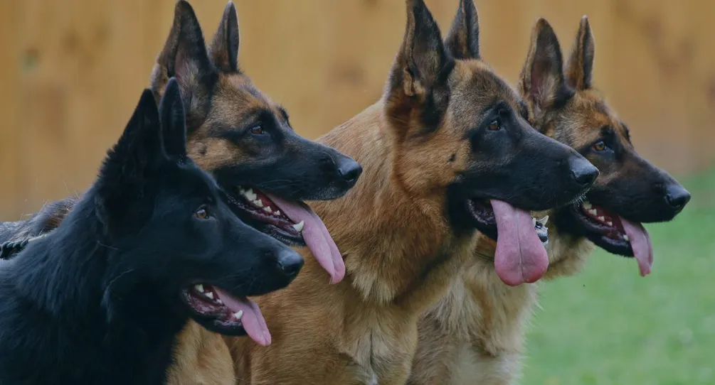 Harrison K9 German Shepherds The Harrison K9 like VBH offers the world class certified European German Shepherds for families, professionals, agencies, entertainment, etc.