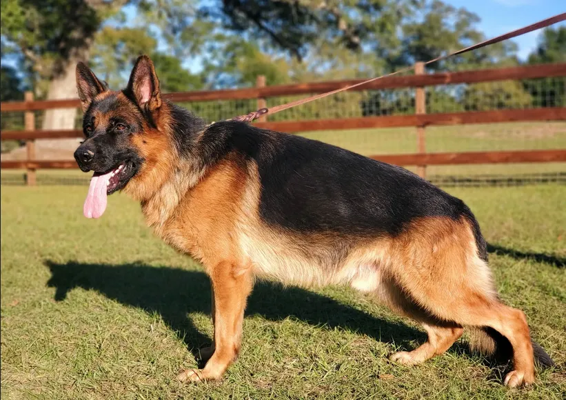 Heritage Hills Ranch German Shepherds Heritage Hills Ranch is a family owned business, specializes in raising world class Sieger V/VA West Show Line German Shepherds