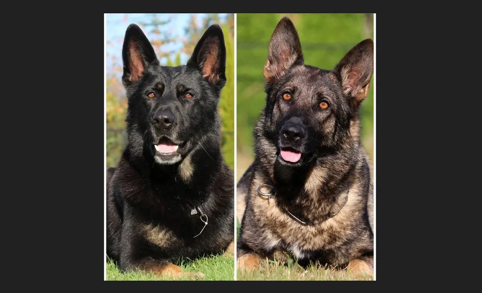 Kraftwerk K9 German Shepherds Kraftwerk K9 is one of the leading certified Working Line German Shepherd breeders in the United States