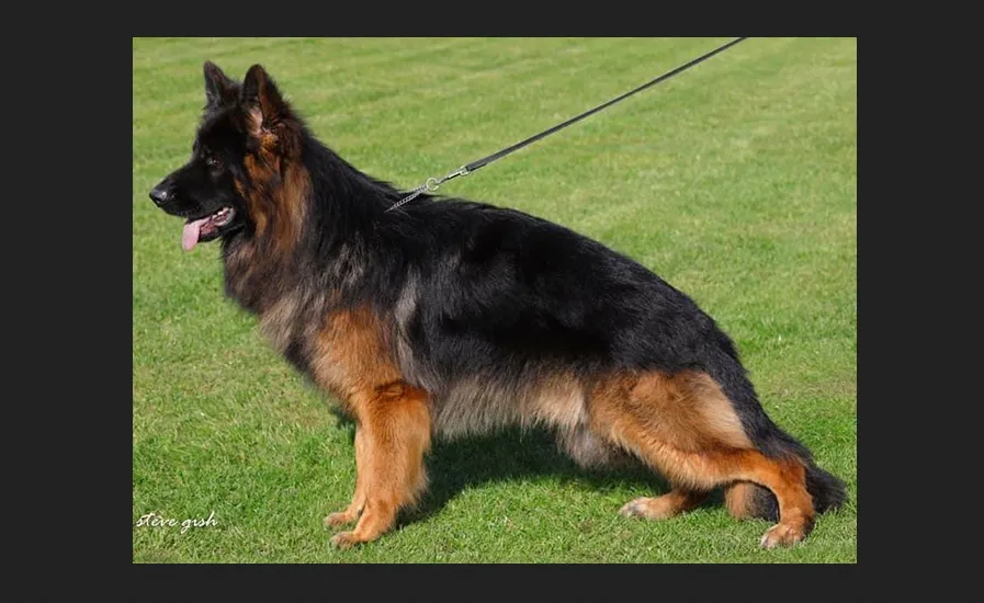 Mittelwest German Shepherds Mittelwest German Shepherds is a breeder of top class West German Sieger Show Line German Shepherd puppies. They are suitable for family protection, personal security, Schutzhund, search, guarding, seeing eye, etc.