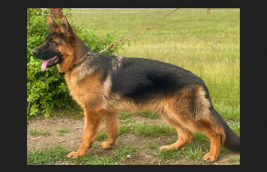 Nadelhaus German Shepherds breed short-haired black and red German Shepherds for families and homes