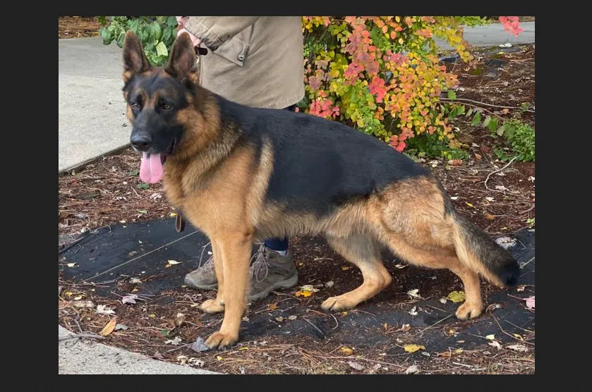 Regis Regal German Shepherds Regis Regal specialize in Family Companion Dogs, Therapy Dogs, Service Dogs for Veterans and Medical Detection Dogs.