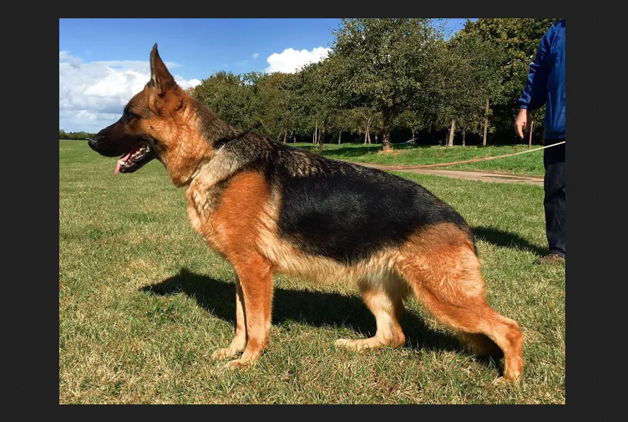 Roche's German Shepherds is a family-owned West German Shepherd Line breeder in the United States. They have pedigrees of some of the top GSD lines such as Dux Delavalcovia, Yasko Arbitrariness and Zamp Vom Thermodous.