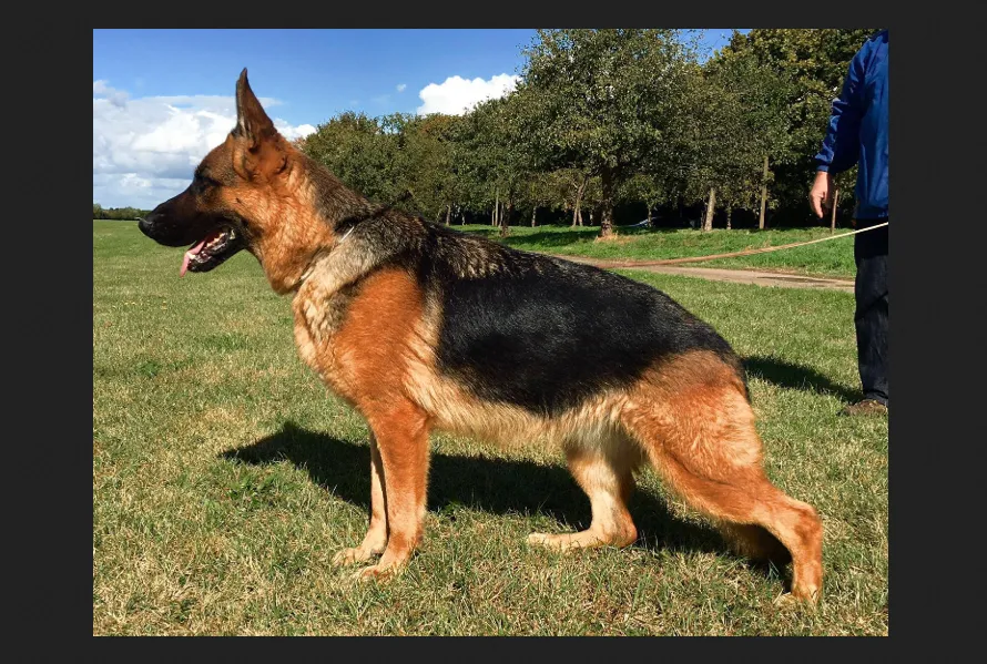 Roche's German Shepherds Roche's German Shepherds is a family-owned West German Shepherd Line breeder in the United States. They have pedigrees of some of the top GSD lines such as Dux Delavalcovia, Yasko Arbitrariness and Zamp Vom Thermodous.