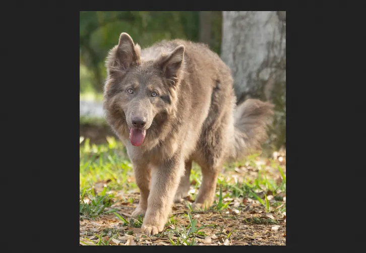 Ruskin House Of Shepherds Ruskin House Of Shepherds are straight back(long coat and plush coat), large bone German Shepherds. They have puppies of almost all colors such as Solid Black, Solid White, Black & Tan, Black & Red, Silver, Sable, Blue, Panda and Liver