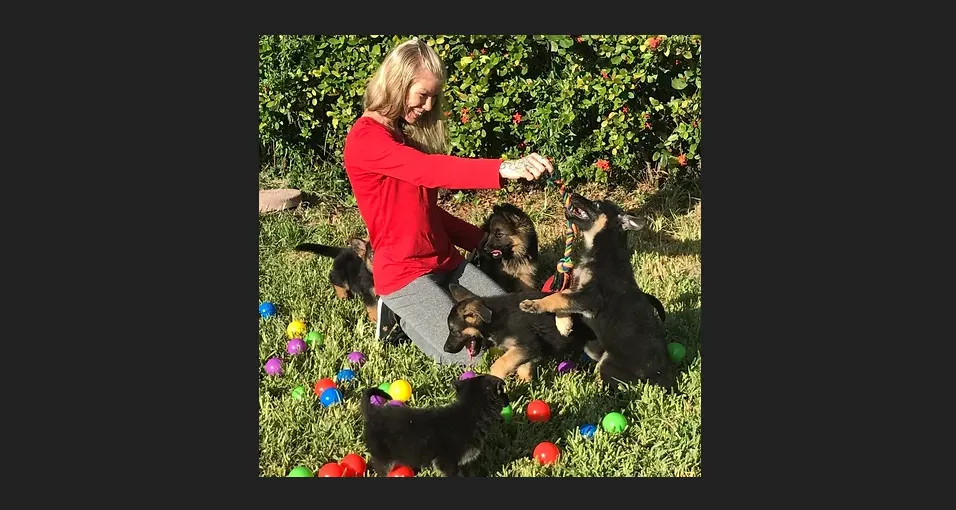 South Florida Shepherds South Florida Shepherds breed both the Show Line and Working Line German Shepherds. Their puppies come in solid black, sable, black and tan, black and red, both short hair and long hair.