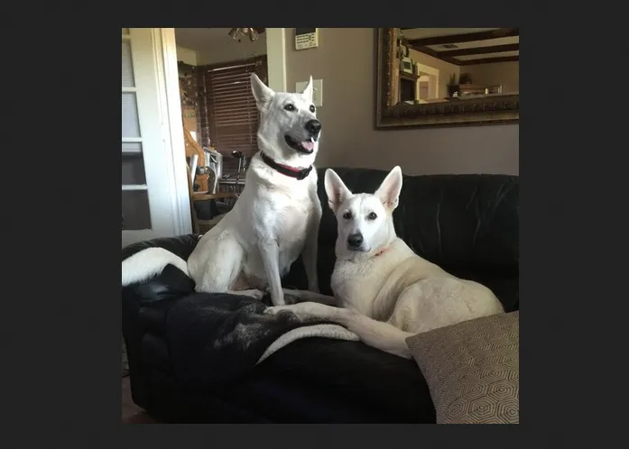 The Great White German Shepherds The Great White German Shepherds is a breeder of beautiful AKC White German Shepherds.