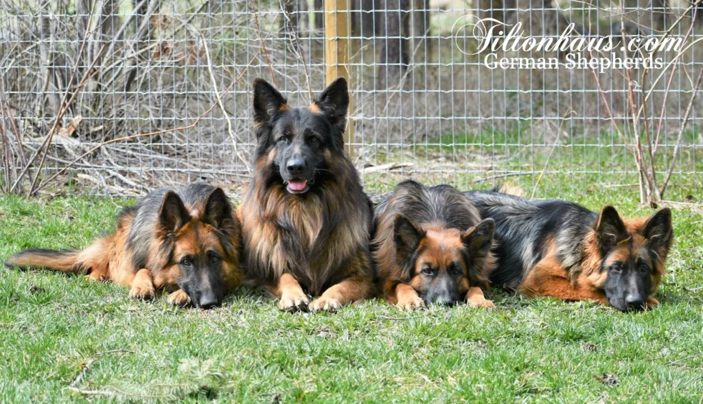 Tiltonhaus German Shepherds is a family – owned, fully licensed business