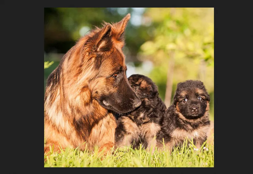 Top Shepherd Kennel German Shepherd Top Shepherd Kennel offers purebred imported German Shepherds(Short Coat & Long Coat) in California.