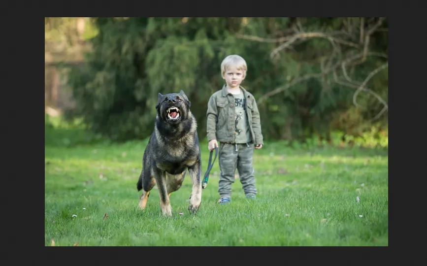 The VBH Shepherd is one of the leading and authorized German Shepherd breeder in the United States.
