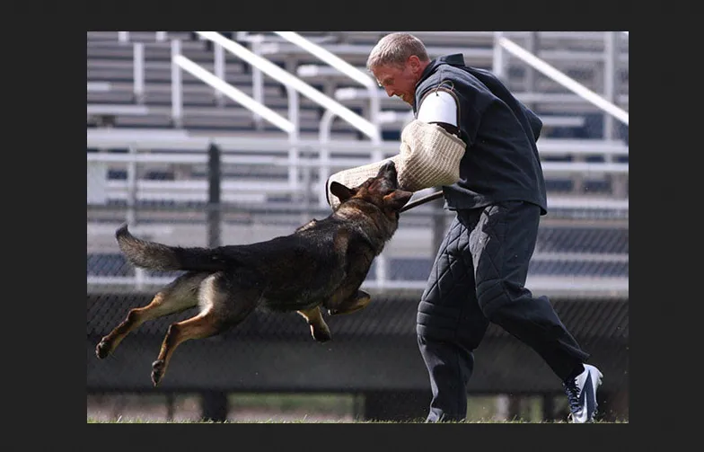 VOM Banach K9 German Shepherd VOM Banach K9 is one of the leading Working Line German Shepherd breeders in the United States. It offers puppies of DDR East Working Line, Czech Working Line and West Working Line German Shepherds