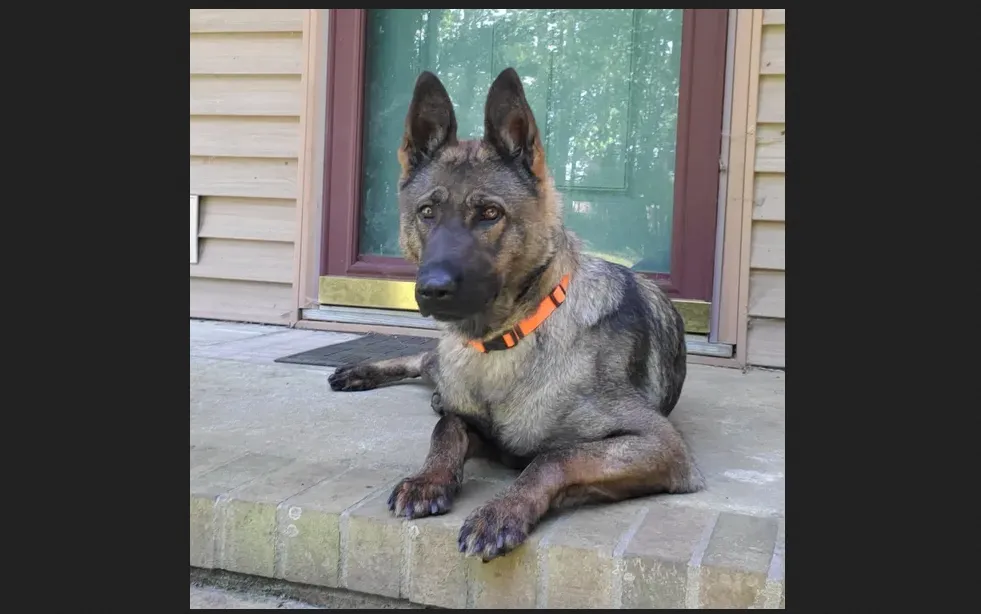 Vom Davis German Shepherds Vom Davis German Shepherds are breeders of top quality Working Line German Shepherds imported from Czech Republic and Slovakia.