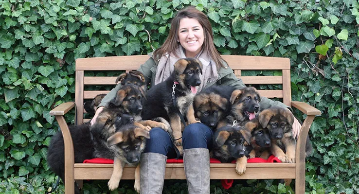 Von Der Otto German Shepherds Von Der Otto is one of the elite breeders of West Show Line German Shepherds in the United States. All of their GSDs are AKC registered and VA/V rated.