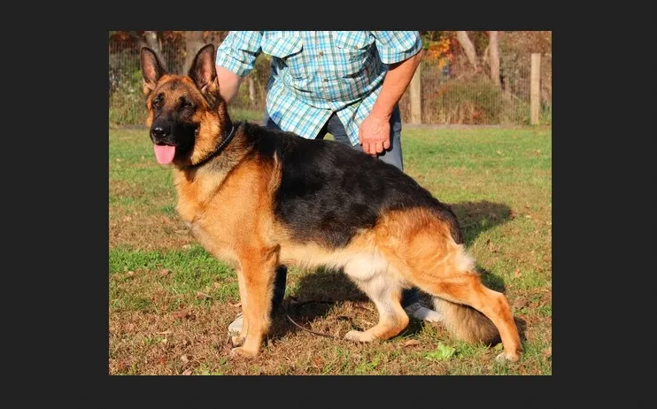 Von Haus Wisenbaker German Shepherds Von Haus Wisenbaker is a family-based world-class Show Line German Shepherd breeder having all their dogs registered with SV, USCA and AKC.