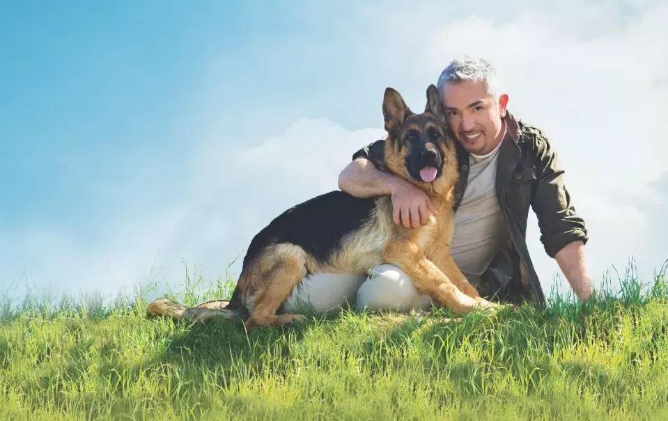 Wustenberger Land K9s Wustenberger Land K9s is globally recognized as one of the best German Shepherd breeders and trainers. They breed world class German Shepherd puppies, Schutzhund/IPO(Sports) titled German Shepherds, and personal protection German Shepherds imported from Germany