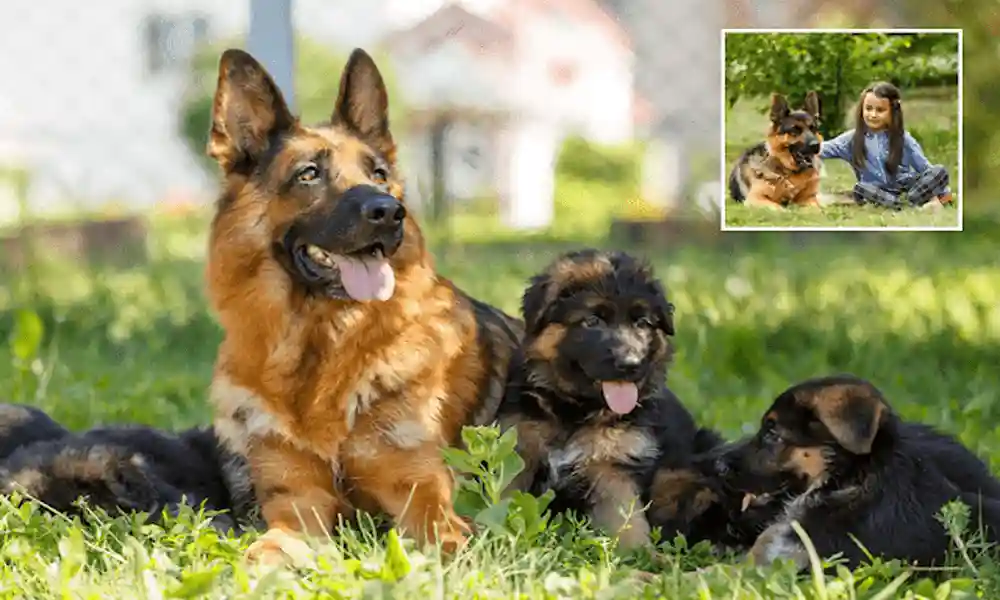 20+ German Shepherd Breeders In US | Buy GSD Puppies & Dogs