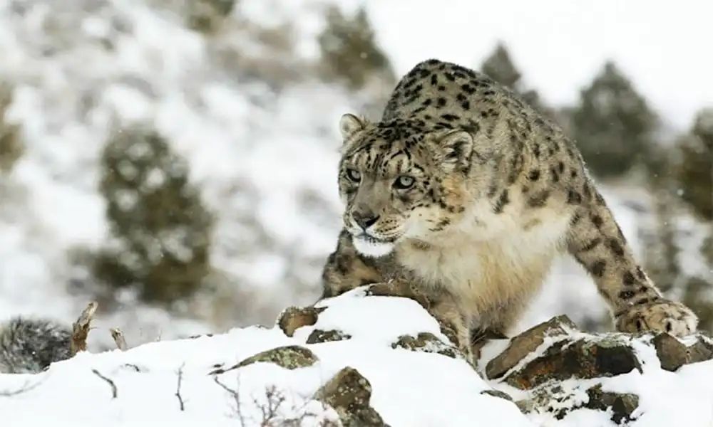 How to Conserve Snow Leopards Using AI & Other Ways