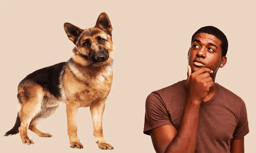 How To Know What Type Of German Shepherd Do You Have? Featured